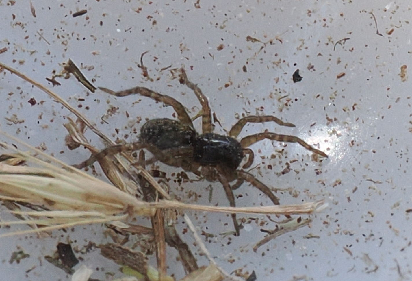 cf-Arctosa leopardus imm